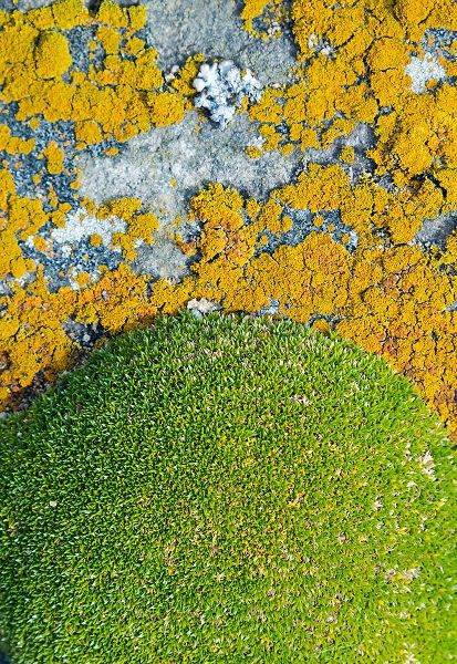 Su, Keren 아티스트의 Moss and lichen-Saunders Island-Falkland Islands작품입니다.